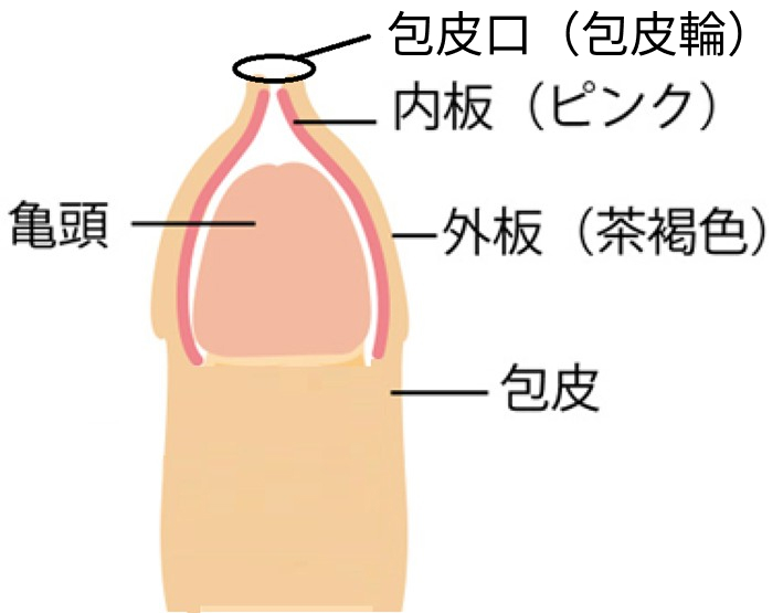 陰茎の構造