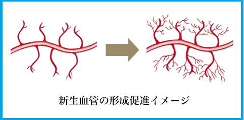 ED1000の血管増生