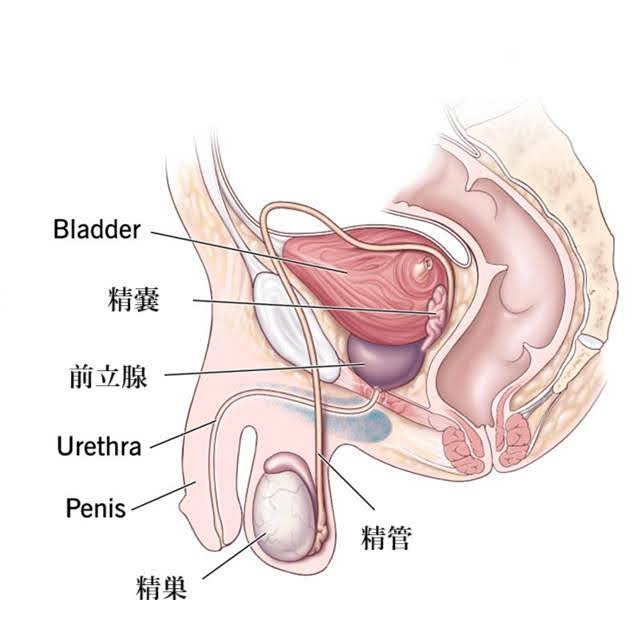 男性生殖器の構造図