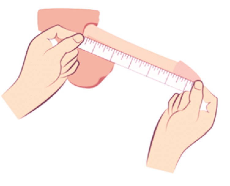 陰茎伸展長の正しい測定方法