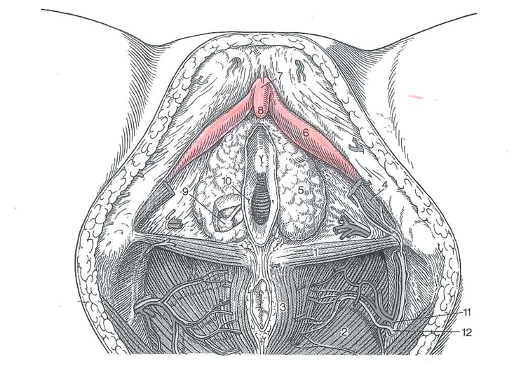 ↑(図内数字)
6:陰核脚
7:陰核体
8:陰核亀頭
