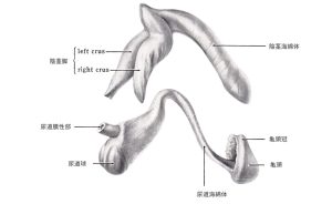 ↑男性の海綿体の構造