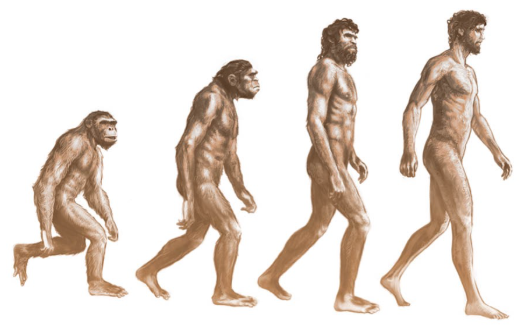 亀頭増大の進化