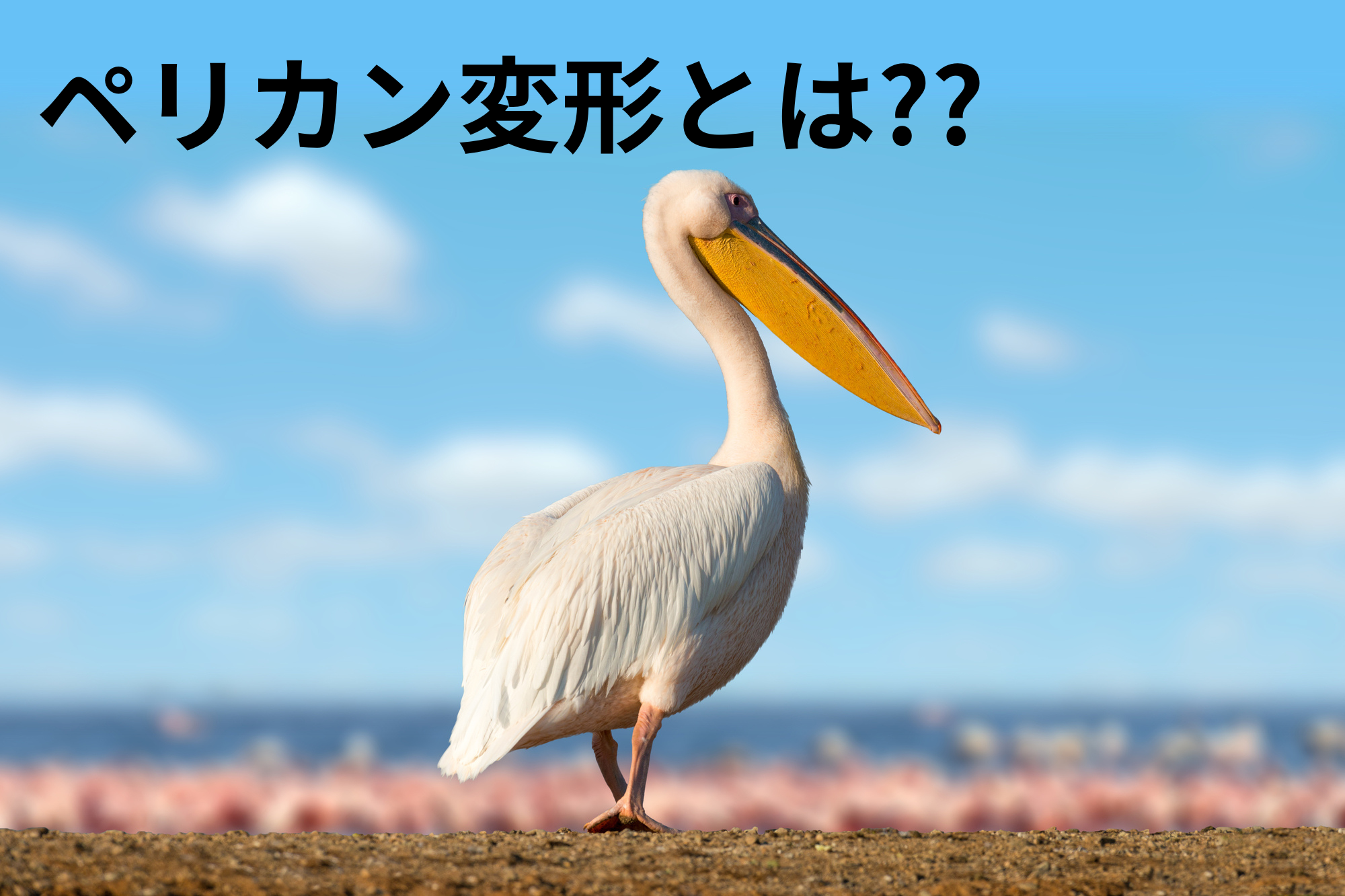 包茎手術後のペリカン変形とは？原因・治療・予防を完全解説