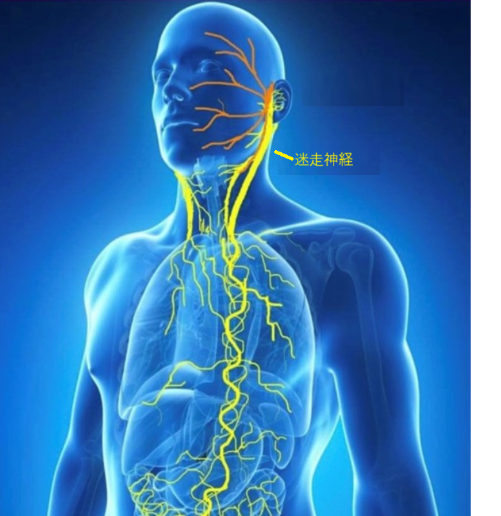 迷走神経