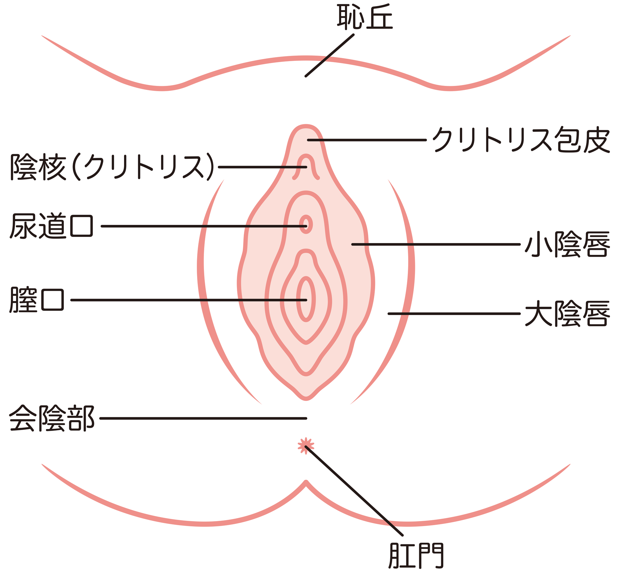 クリトリスはなぜ敏感？その理由と本当の役割